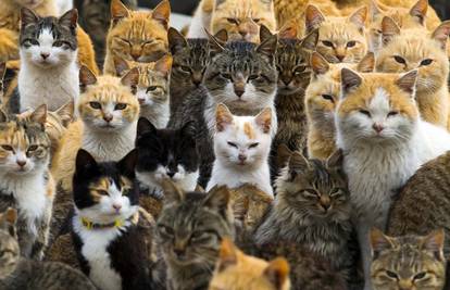 Otok Mjau: Mačke okupirale japanski otok Aoshimu