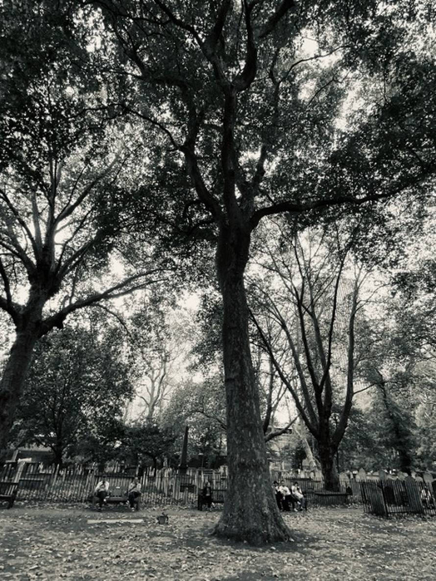 Devetnaest godina pod istim stablom: U Zagreb stiže 'The Tree Knew' Maje Vržine