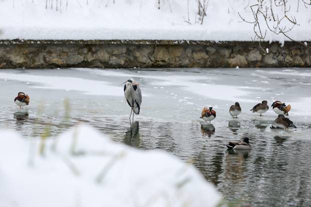Zagreb: Snježno prijepodne u zoološkom vrtu