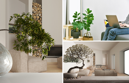 Drvo koje raste u kući unijet će posebnu energiju u dom ili u poslovni prostor - evo primjera