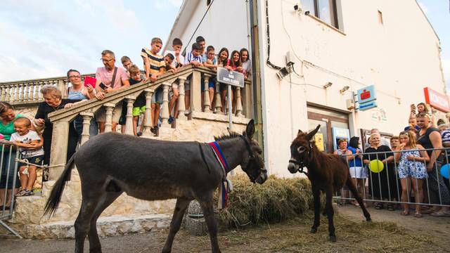 Magareći pir na Pagu: Dodirnuli se njuškama, revali, postali par