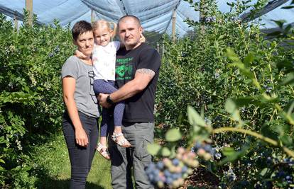 Obiteljski biznis: 'Proizvedemo četiri tone ekoloških borovnica'