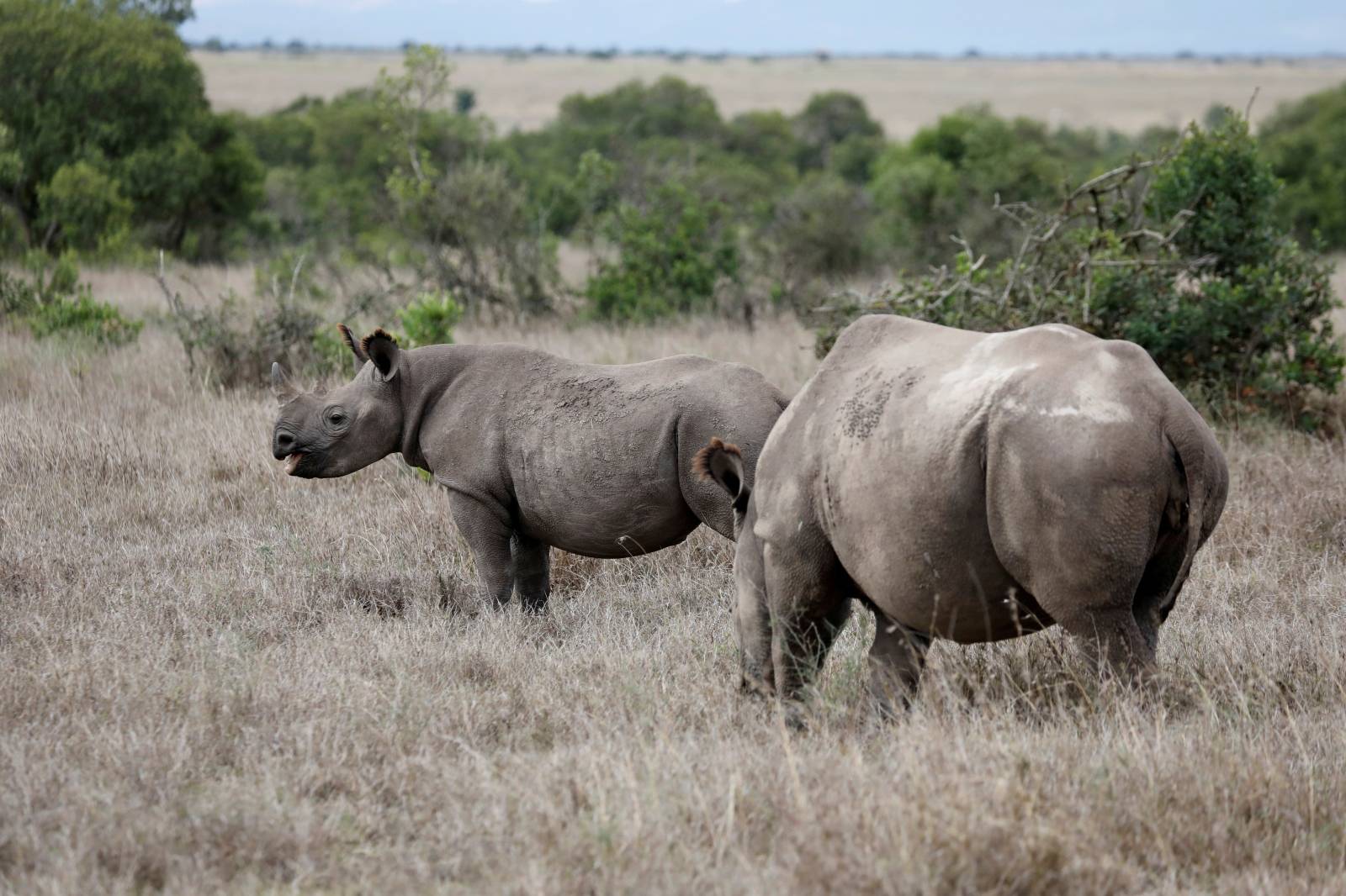 FILE PHOTO: A black rhino calf and its mother are seen at the Ol Pejeta Conservancy in Laikipia national park