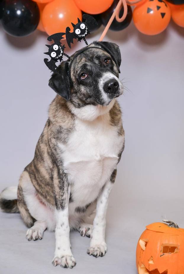 Sklonište u Dumovcu poziva na posebno jesensko udomljavanje pasa i mačaka