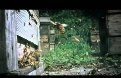 Zadivljujuća snimka bitke 30 stršljena i 30.000 pčela