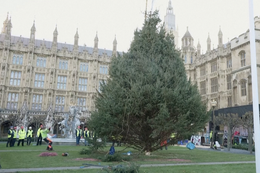 Postavljanje božićnog drvca u Londonu