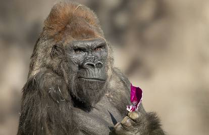 Gorile iz Zoo vrta u San Diegu uspješno se oporavile od korone