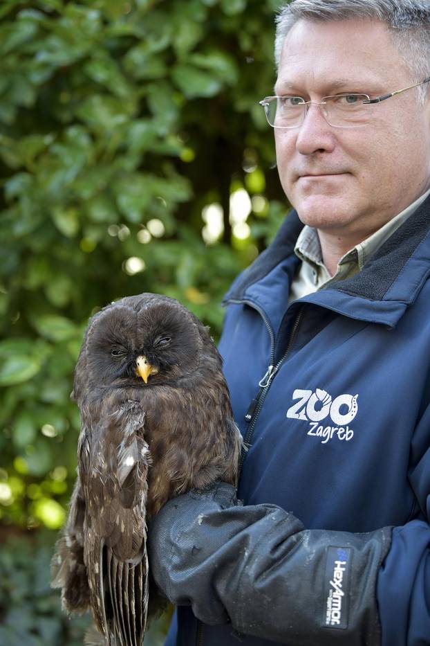 Zagreb: Ozlijeđene sove koje se nalaze na liječenju u Zoološkom vrtu