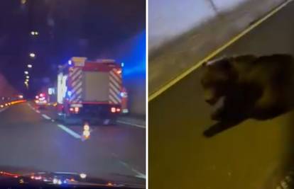UZNEMIRUJUĆI VIDEO Medvjeda udario šleper u tunelu Plasina: 'Policajci su izvadili pištolje...'