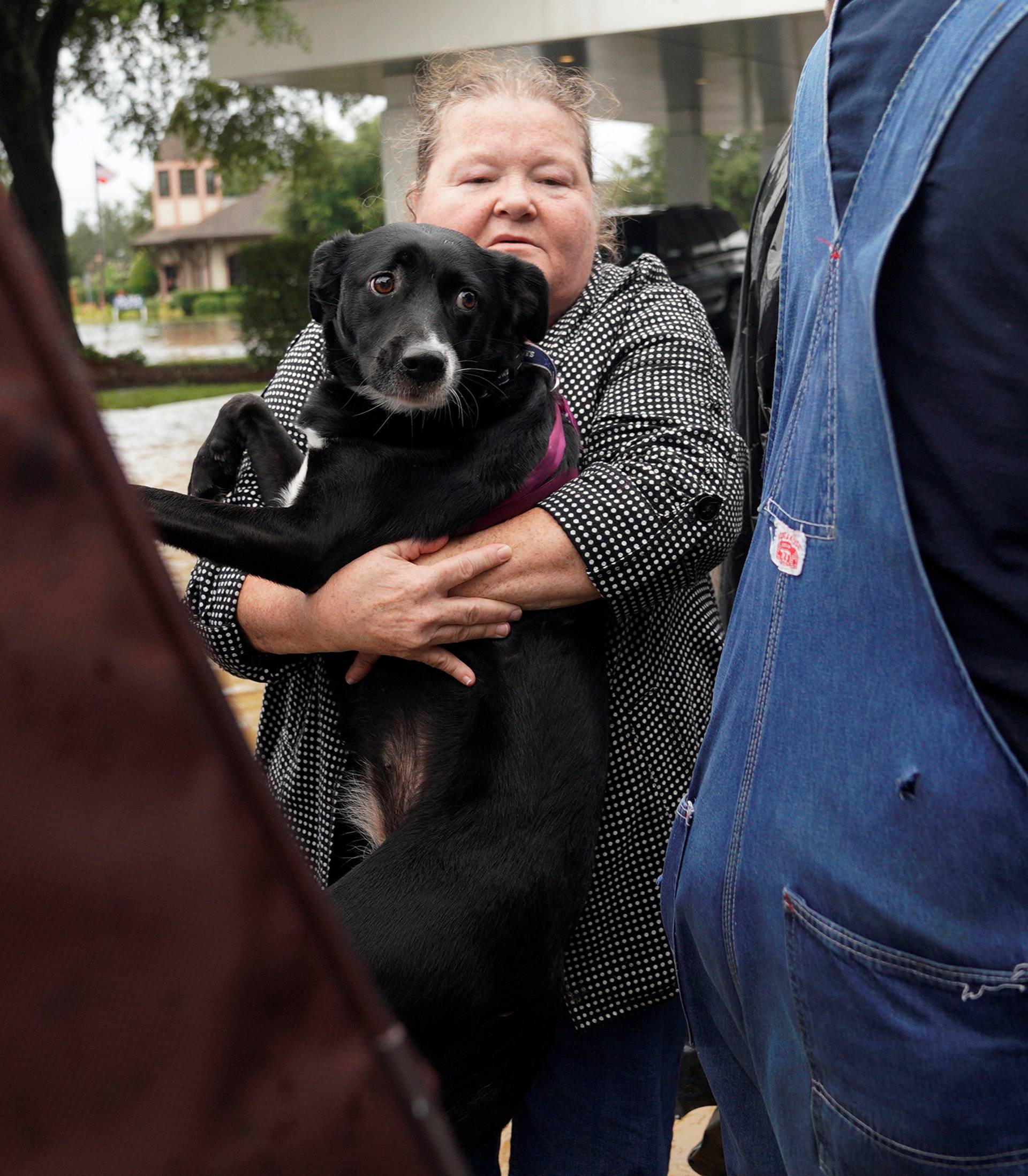 A woman carries her dog into a collector's vintage military truck to evacuate from flood waters from Hurricane Harvey in Dickinson