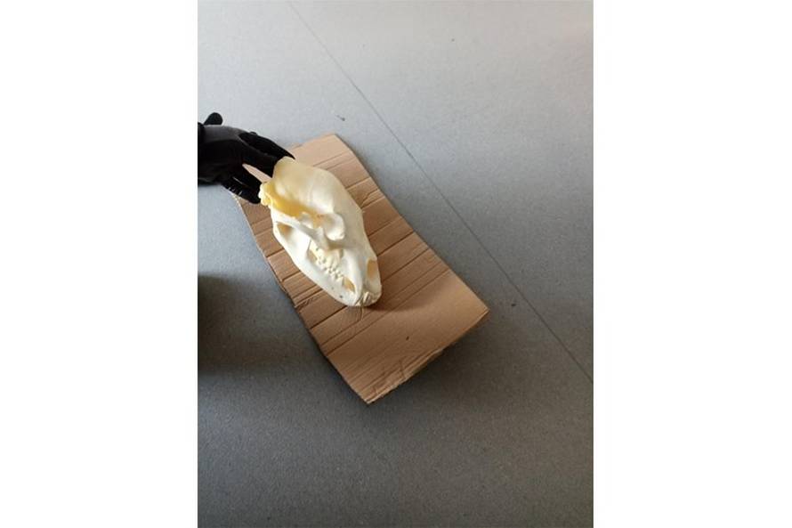 S prepariranim medvjedom u automobilu pokušao prijeći granicu u Slavonskom Brodu