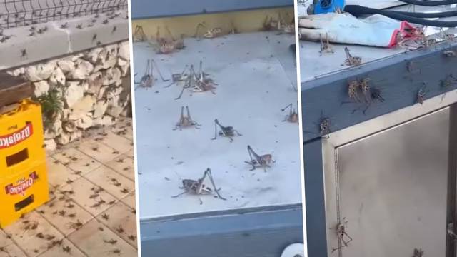 VIDEO Najezda zrikavaca na Čiovu, stručnjak: Nisu opasni, ali ne dirajte ih. Mogu ugristi
