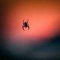 Evo zašto nikad ne bismo trebali ubijati pauke u svome domu