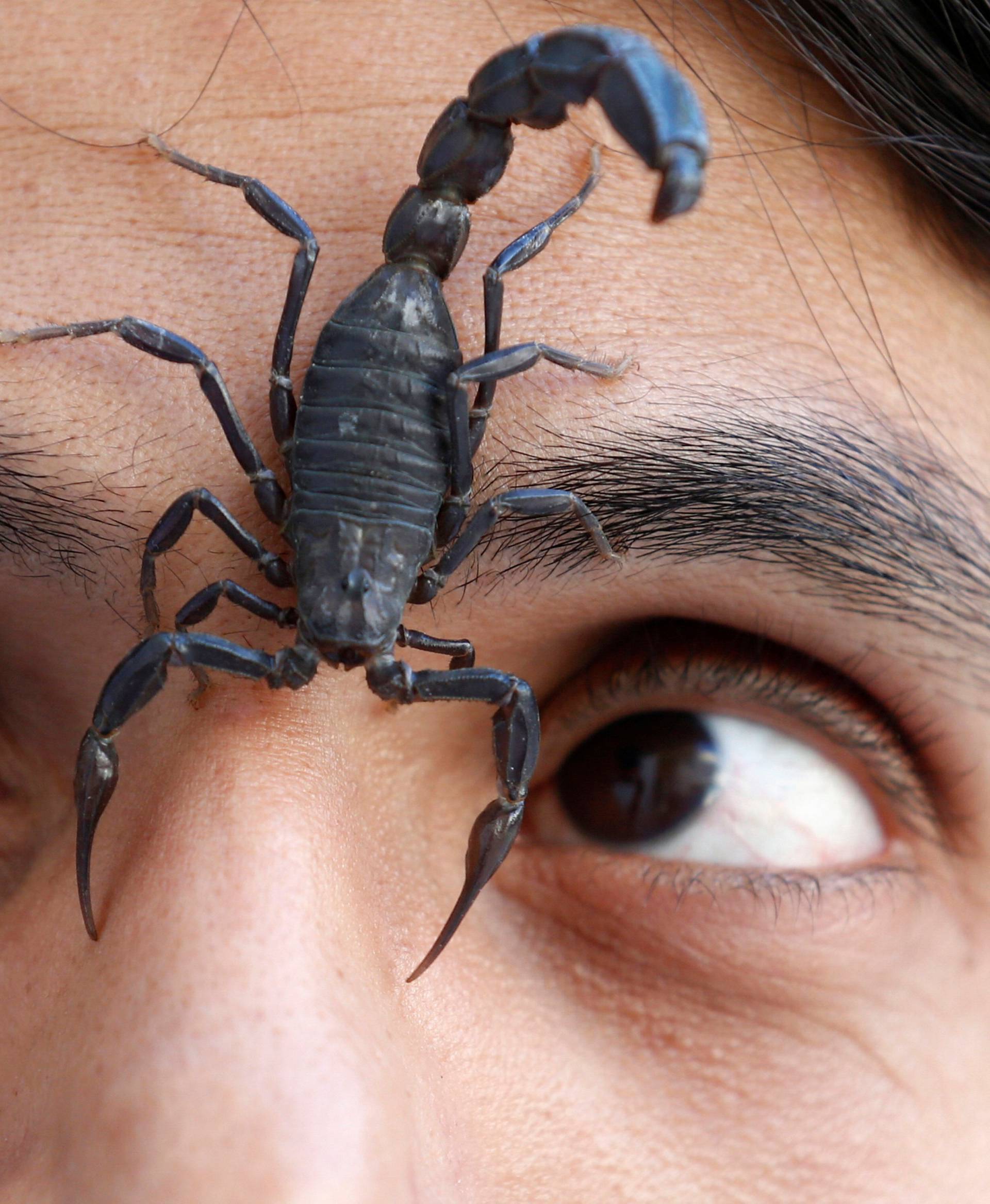 A scorpion walks on the face of Palestinian man Nabeel Mussa, who keeps scorpions and snakes as a hobby and eats them, at his house in Riyadh