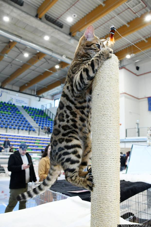Otvorena revijalna izložba mačaka u Sisku 