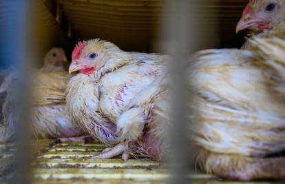 EU će zabraniti uzgoj životinja u kavezu, udruge slave pobjedu