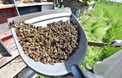Otvorena javna rasprava o potpori pčelarima: 100.000 eura za sanaciju pomora pčela