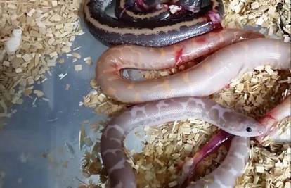 Znate li kako se rađaju zmije? Ako ne znate, sad ćete saznati