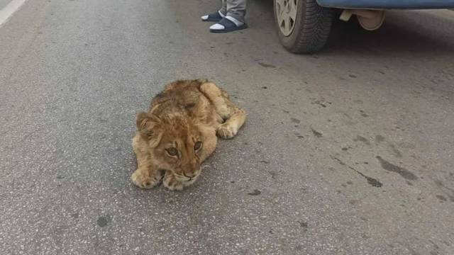 VIDEO Na cesti u Srbiji pronašli mladunče lava: Bila je umiljata, ali iscrpljena i neuhranjena