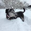 Psi se snijegu doista neopisivo vesele, tako da zbog mahanja mogu imati upalu korijena repa