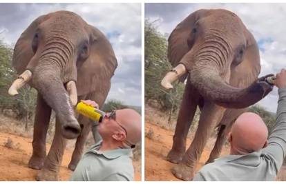 Skandal u Keniji: Turist snimljen kako slonu ulijeva pivo u surlu, pokrenuli su istragu. 'Strašno!'