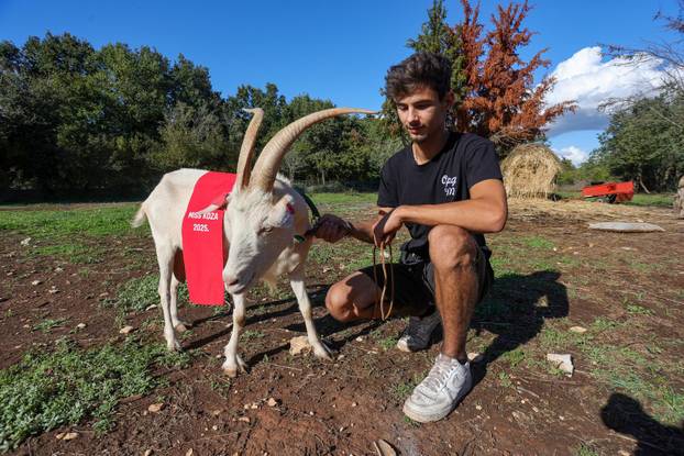 Vodnjan: Za Naj kozu 2025. godine izabrana je koza Jelena, vlasnika Mattea Muškovića 