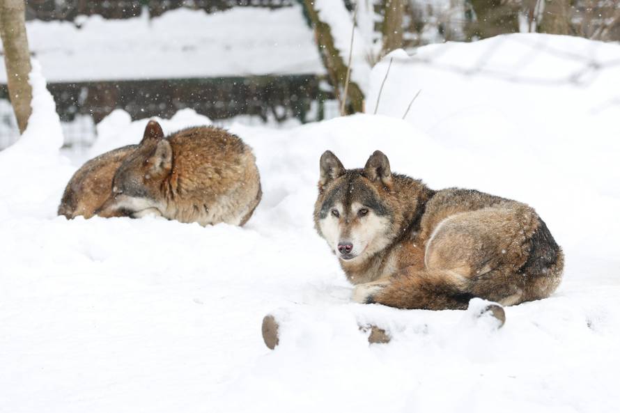 Zagreb: Snježno prijepodne u Zoološkom vrtu