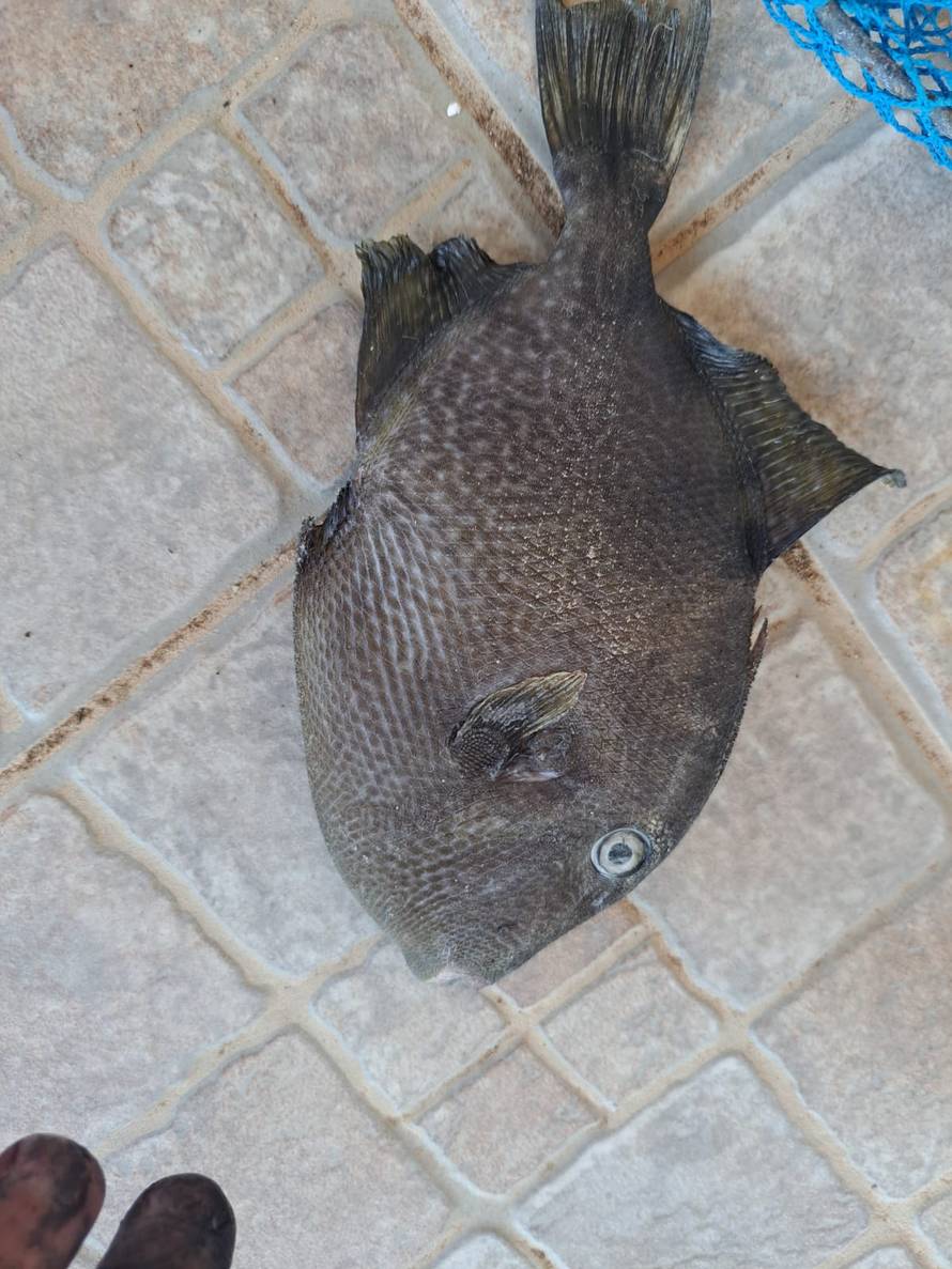 FOTO Upecao ribu kod Biograda i iznenadio se: 'Ovo nisam vidio 25 godina! Nisam znao što je'