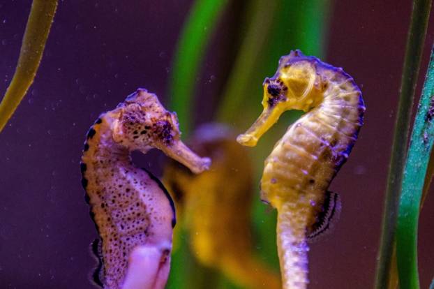 U Pulski aquarium iz Njemačke je stiglo čak 20 morskih konjica