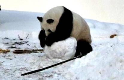 Zimske radosti: Vesele pande uživale u snijegu