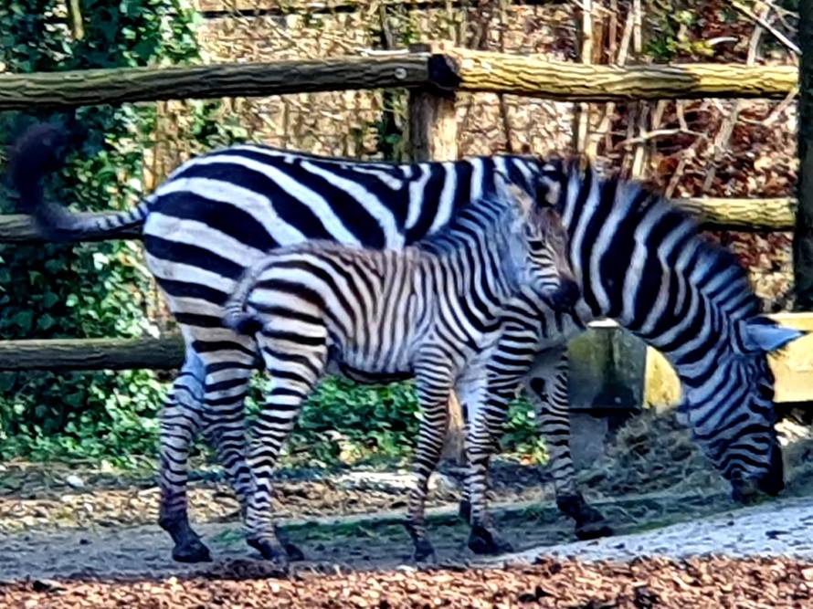 Maloj zebri traže ime: Šaljite prijedloge ZOO-u Zagreb