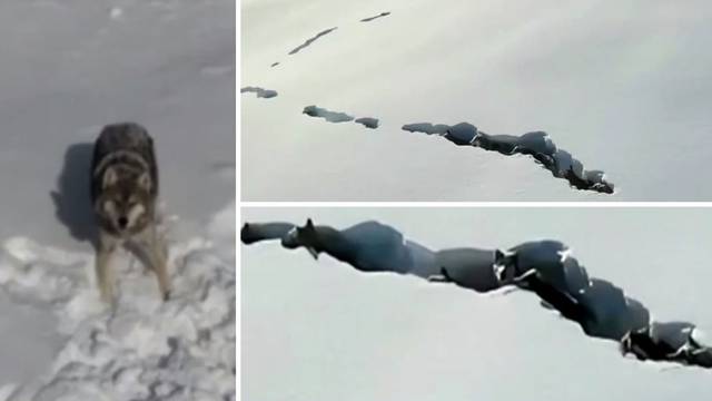 VIDEO Vukovi se u Kini probijaju kroz visoki snijeg po ekstremnoj hladnoći: Uznemirio ih je dron!