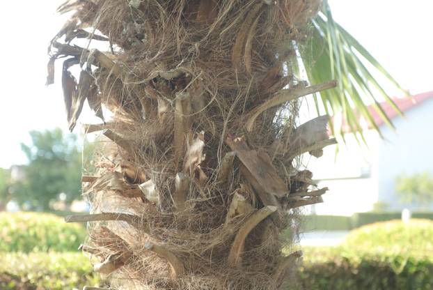 Egzotični vrt Igora Čupića