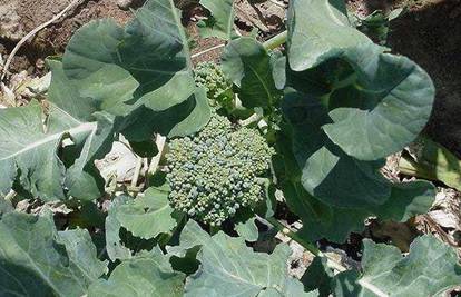 Kako uzgojiti što više brokule na jednoj biljci