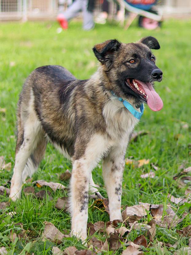 FOTO Ove predivne njuške traže dom: Pružite im priliku za sreću!