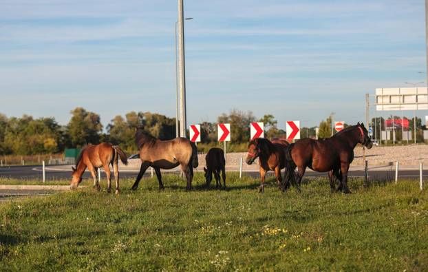 Zagreb: Konji nepoznatog vlasnika slobodno šetaju parkiralištem Zračne luke Franjo Tuđman, intervenirala policija