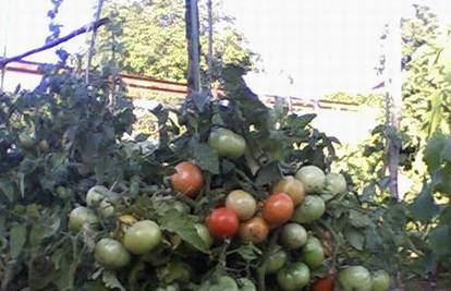 Rijeka: U vrtu im izrasle rajčice s čak 100 plodova
