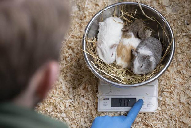 Pogledajte kako mjere životinje u zoološkom vrtu u Engleskoj