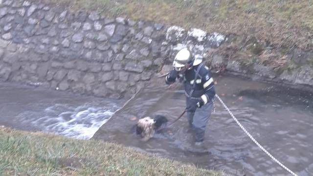 Zagreb: Pas zapeo u ledenom potoku, spasili ga u zadnji tren