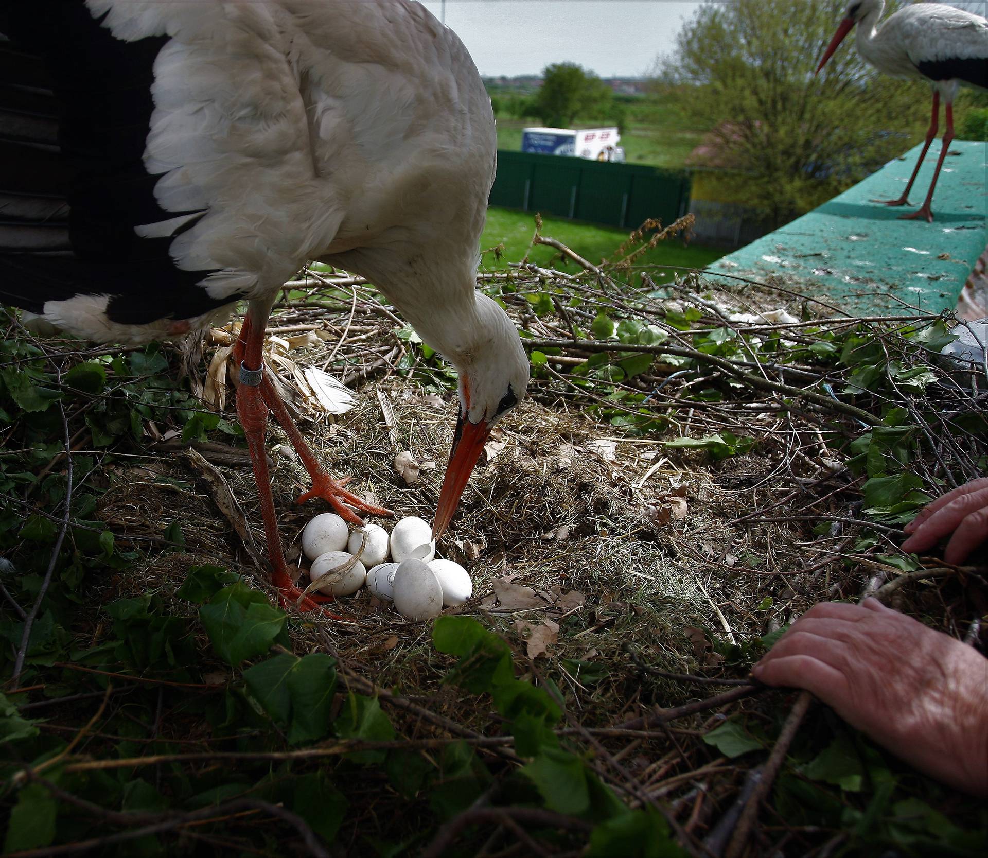 Klepetan u šoku: Malena snijela čak sedam jaja i oborila rekord
