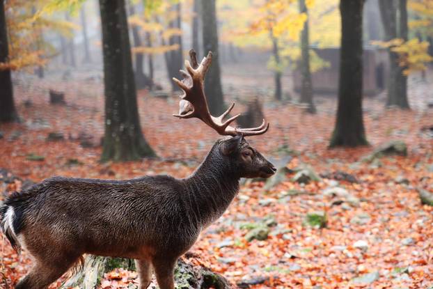 Delnice: Jeleni lopatari u park šumi Japlenški vrh