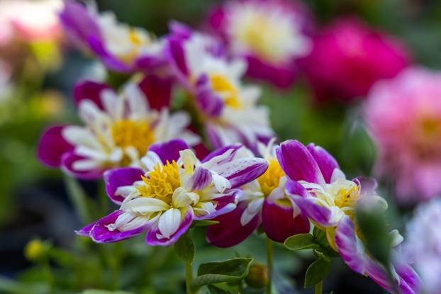 Svetivinčenat: Fešta od Rožic