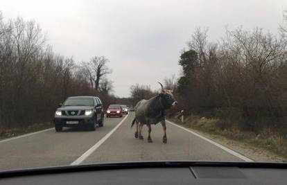 Odbjegli bik šetao cestom i zaustavio promet na Krku