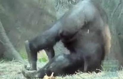New York: Kako izgleda dan gorile u zoološkom vrtu