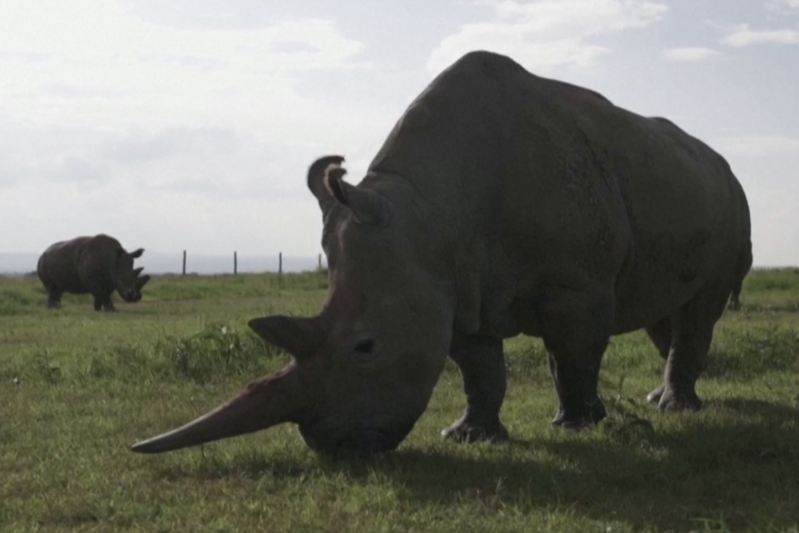 Prvi uspješan prijenos embrija u svijetu mogao bi spasiti sjevernog bijelog nosoroga od izumiranja