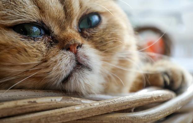 Zagreb: Emilija i Amer Alaydi otvorili su kafić Animal caffe