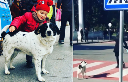 Pas lutalica pomaže djeci da prijeđu cestu i laje na vozače