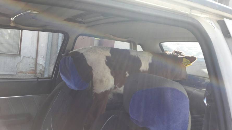 U autu je vozio tele bambi, a onda mu na cesti pukla guma