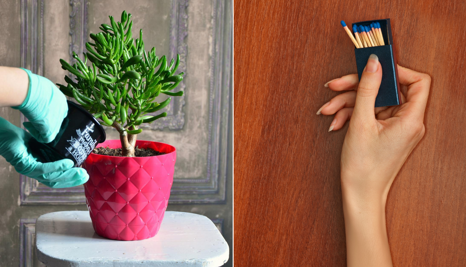 Jednostavan spas za 'otpisane' biljke - pokušajte trik sa šibicom