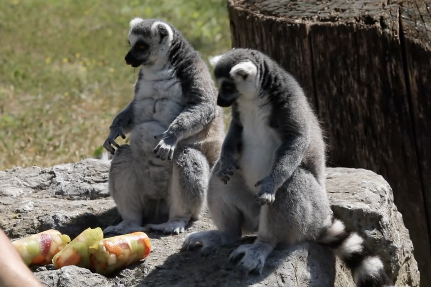 Zagreb: Lemuri se rashladili sladoledom u Zoološkom vrtu